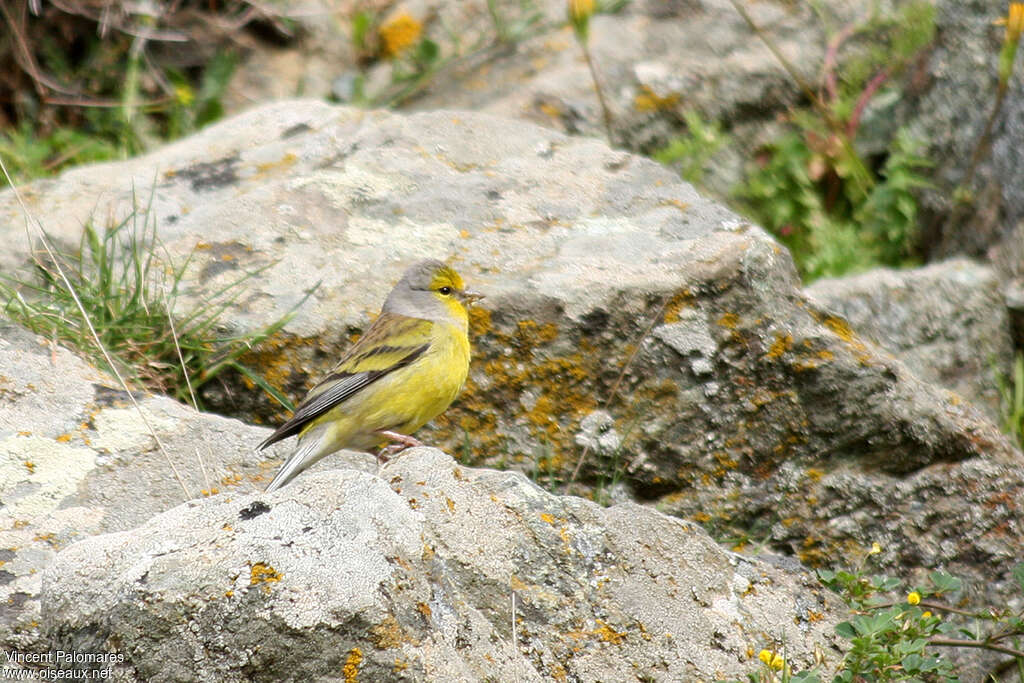 Corsican Finch male adult breeding, habitat, pigmentation