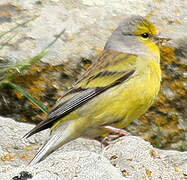 Corsican Finch