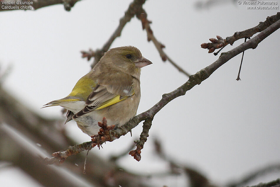 European Greenfinch