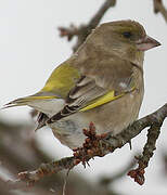 European Greenfinch