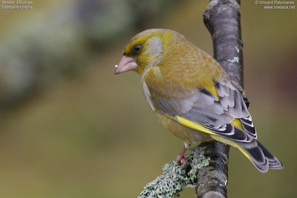 European Greenfinch