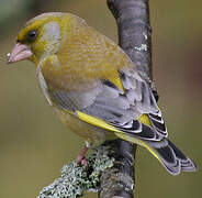 European Greenfinch