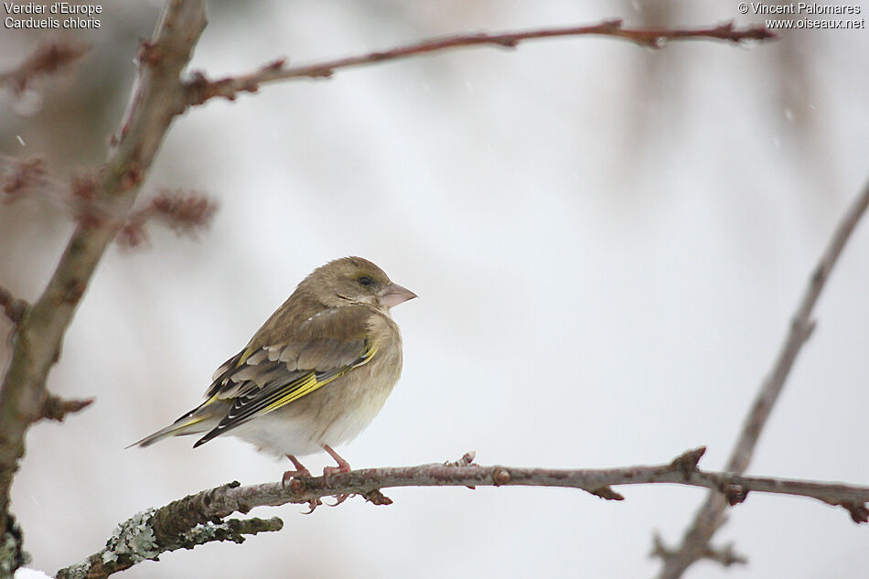 European Greenfinch