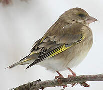 European Greenfinch