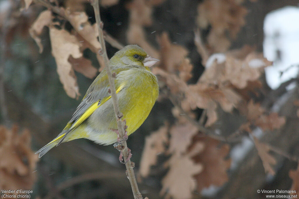 European Greenfinch