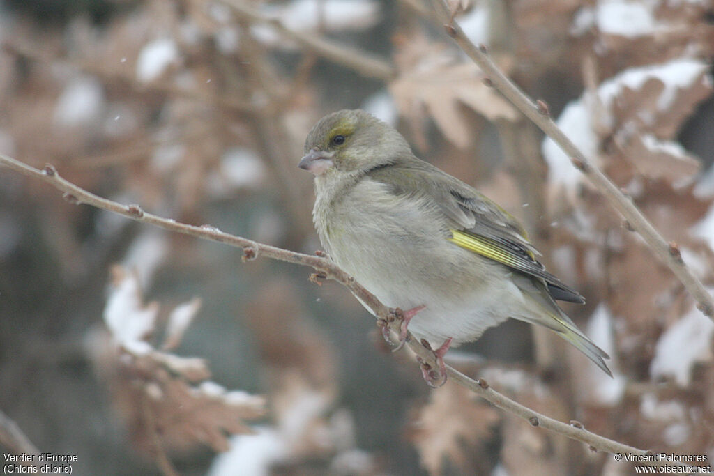 European Greenfinch