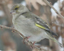 European Greenfinch