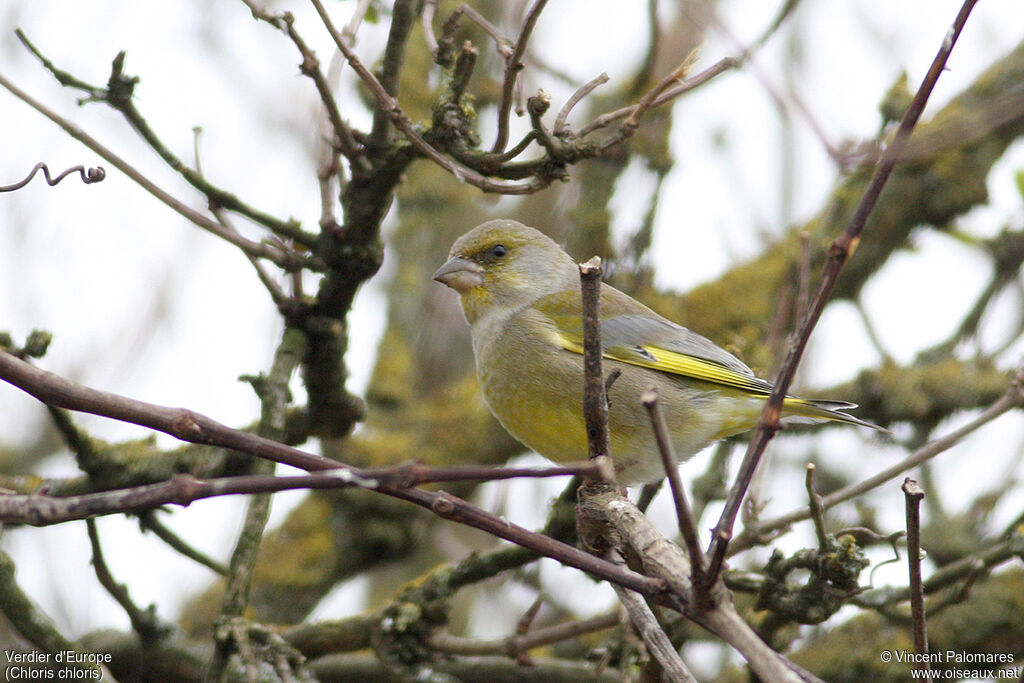 European Greenfinch