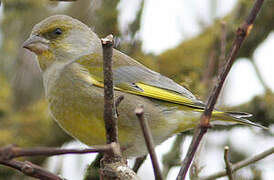 European Greenfinch