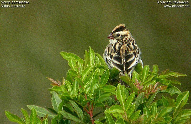 Pin-tailed Whydah female