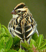 Pin-tailed Whydah