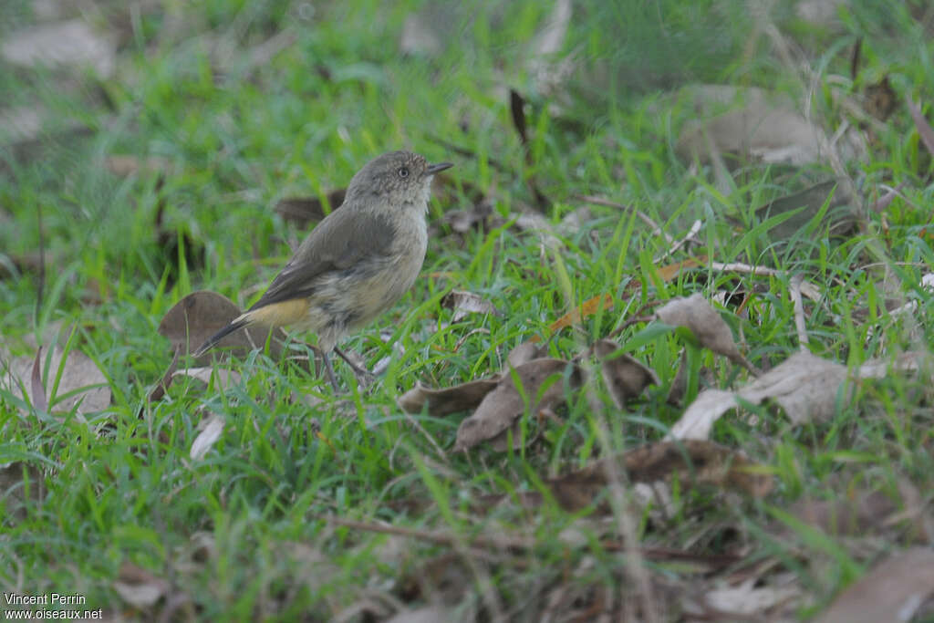 Buff-rumped Thornbilladult, habitat, pigmentation