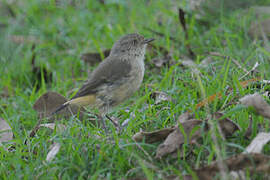 Buff-rumped Thornbill