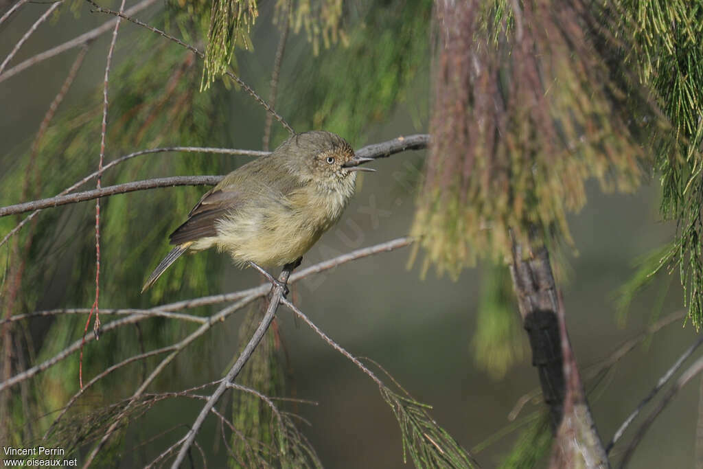 Buff-rumped Thornbilladult, habitat, pigmentation, song