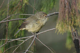 Buff-rumped Thornbill