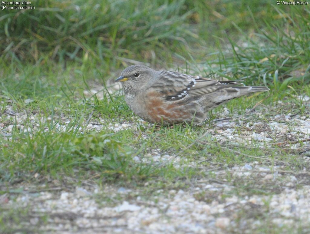 Alpine Accentor