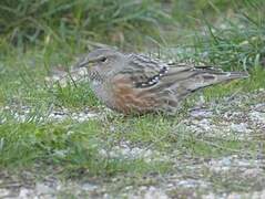 Alpine Accentor