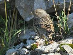 Alpine Accentor