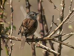 Dunnock