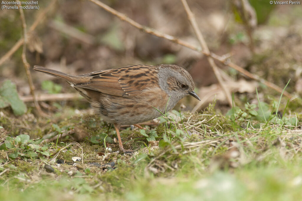 Dunnock