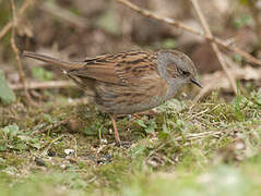 Dunnock