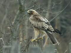 Booted Eagle