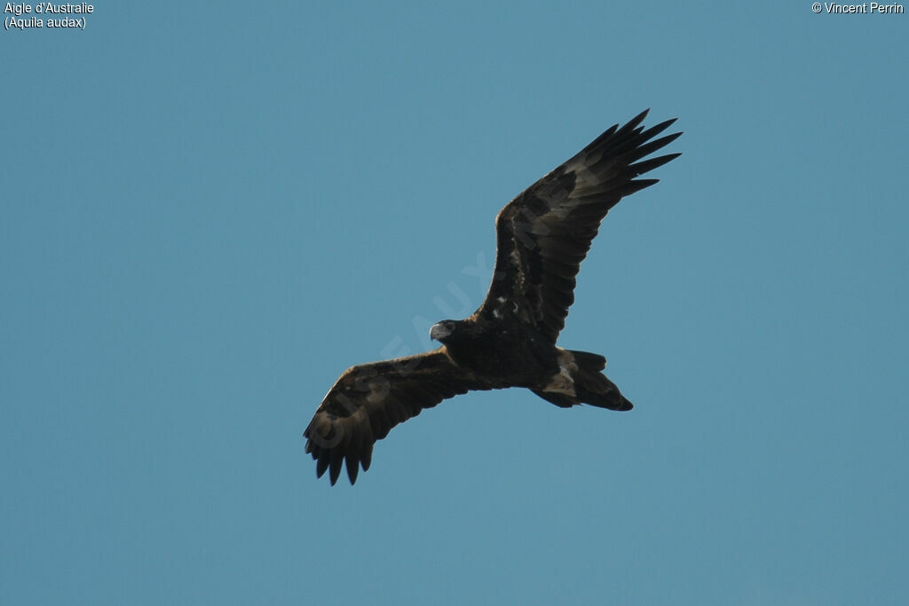 Aigle d'Australie