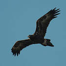 Aigle d'Australie