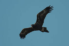 Wedge-tailed Eagle