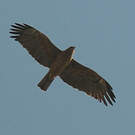 Aigle de Wahlberg