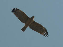 Wahlberg's Eagle