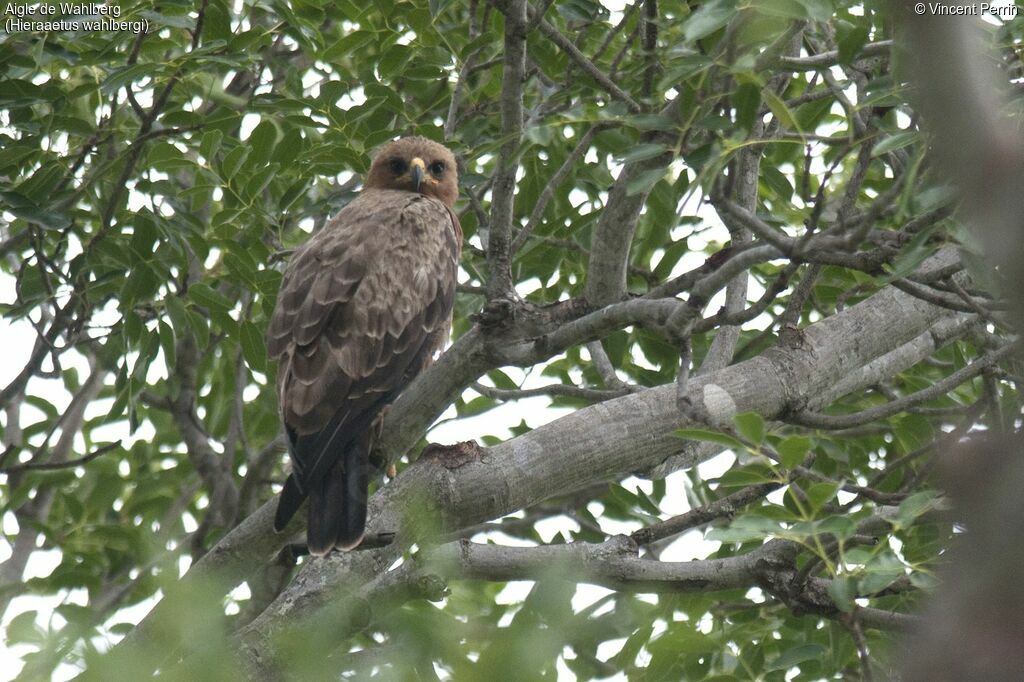 Wahlberg's Eagle, close-up portrait