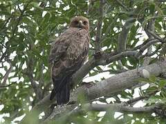 Wahlberg's Eagle