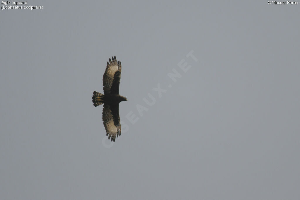 Long-crested Eagle