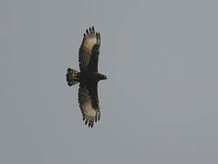 Long-crested Eagle