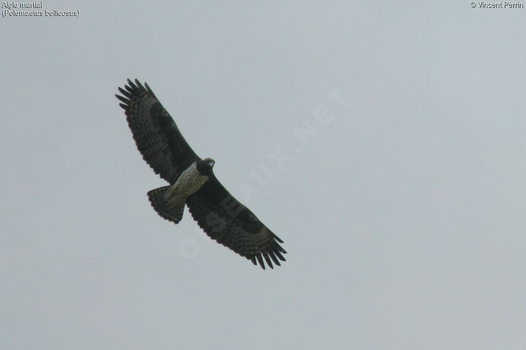 Martial Eagle, Flight