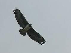 Martial Eagle