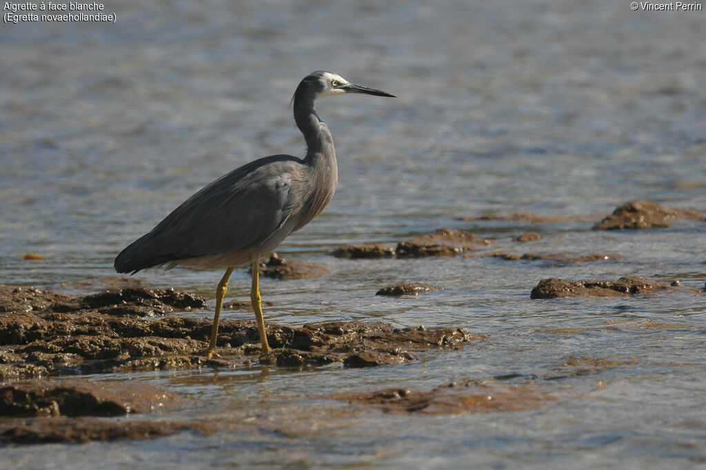 White-faced Heronadult