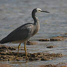 Aigrette à face blanche