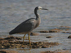 White-faced Heron