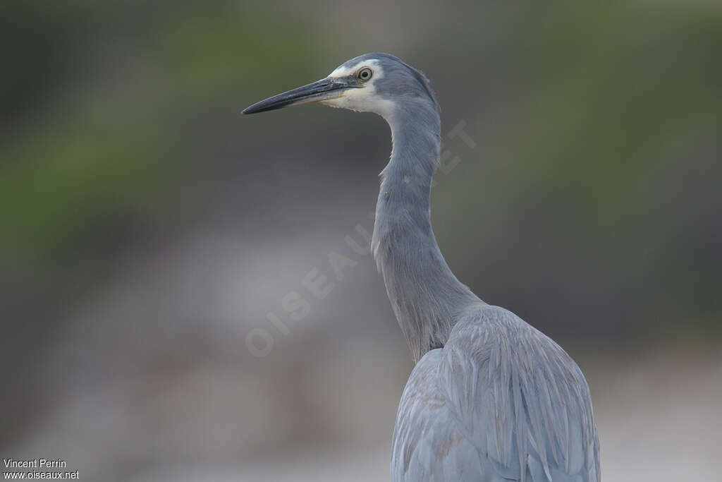 White-faced Heronadult, close-up portrait