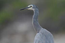 White-faced Heron