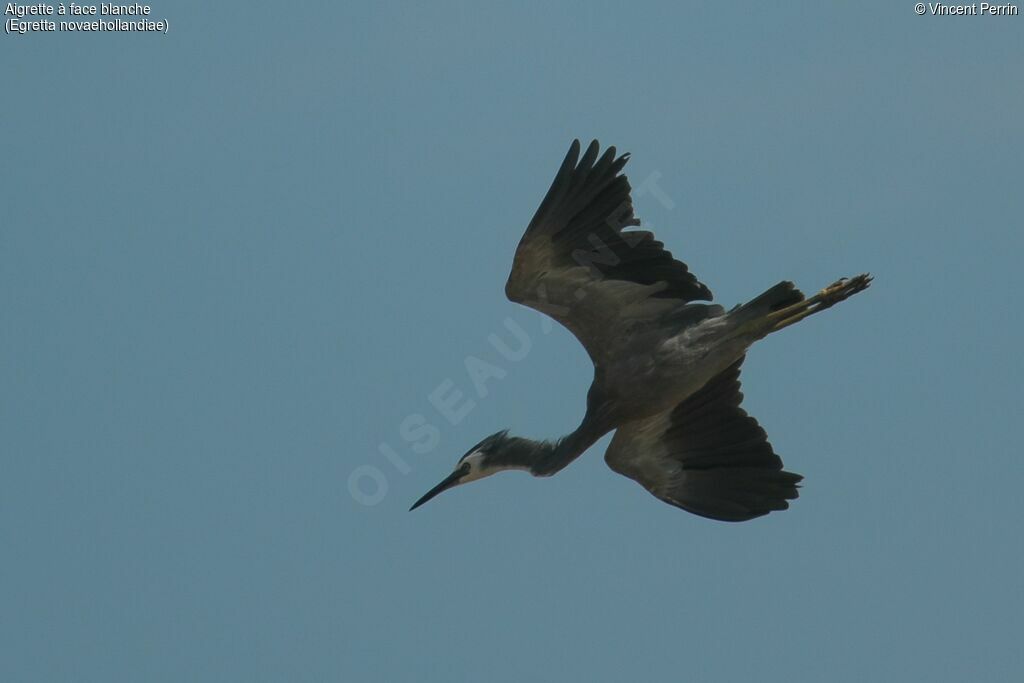 White-faced Heron