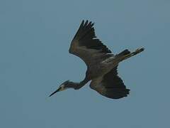 White-faced Heron