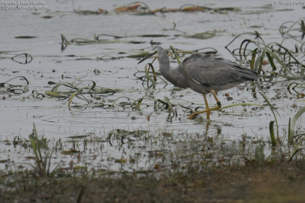 Aigrette à face blanche