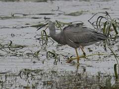 Aigrette à face blanche