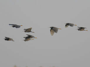 Aigrette ardoisée