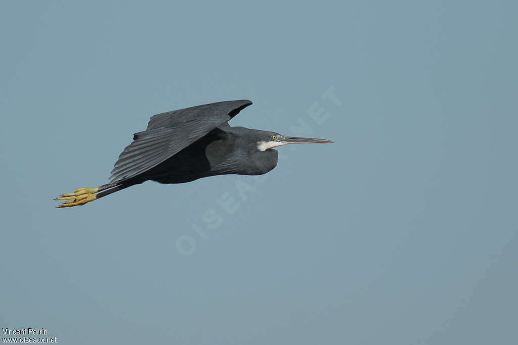 Western Reef Heronadult breeding, Flight