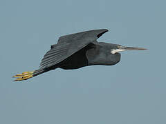 Western Reef Heron