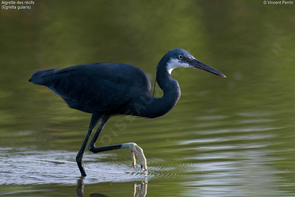 Aigrette des récifs